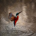 Kingfisher
